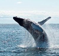 PRIVATE Whale Watching Tour - up to 11 people in your group - Attractions Melbourne