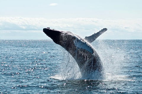 PRIVATE Whale Watching Tour - Up To 11 People In Your Group - Attractions Melbourne 0
