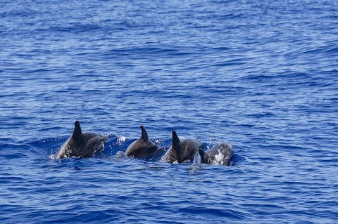 PRIVATE Whale Watching Tour - Up To 11 People In Your Group - Attractions Melbourne 3
