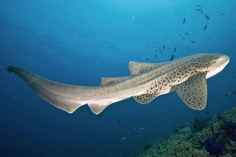 Exciting Gold Coast Diving Excursions - Attractions Melbourne 1
