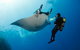 Exciting Gold Coast Diving Excursions - thumb 2