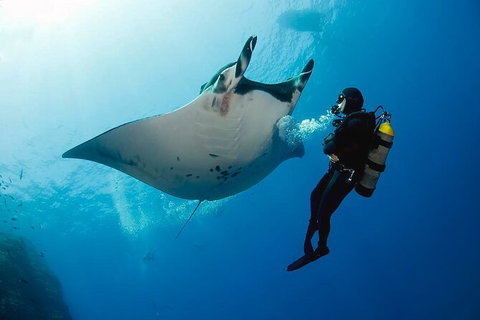 Exciting Gold Coast Diving Excursions - Attractions Melbourne 2
