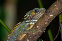 Family Night Walking Tour at Tropical Rainforest in Daintree