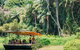Tropical Fruit World Farm Full Tour - thumb 21