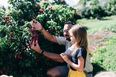 Tropical Fruit World Farm Full Tour - Attractions Melbourne 2