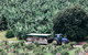 Tropical Fruit World Farm Full Tour - thumb 20