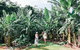 Tropical Fruit World Farm Full Tour - thumb 11