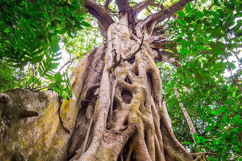 Mossman Gorge Adventure Day - Attractions Melbourne 5