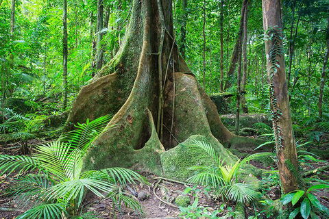 Mossman Gorge Adventure Day - Attractions Melbourne 1