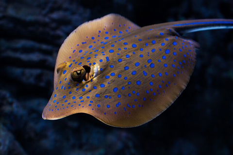 Cairns Aquarium Tour By Twilight With Drink And Appetiser - Attractions Melbourne 5