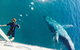 Remote Fraser Island & Whale Experience - thumb 4