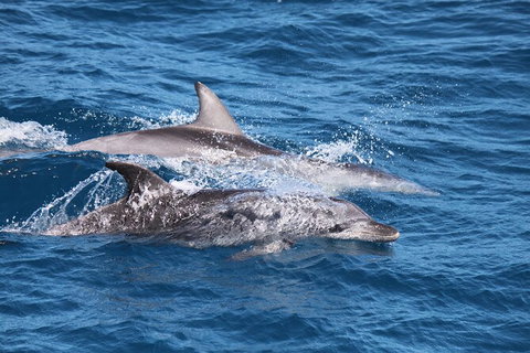 Sandy Straits Scenic & Wildlife Cruise - Attractions Melbourne 1