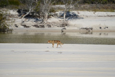 Sandy Straits Scenic & Wildlife Cruise - Attractions Melbourne 10