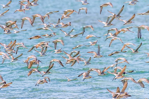 Sandy Straits Scenic & Wildlife Cruise - Attractions Melbourne 4
