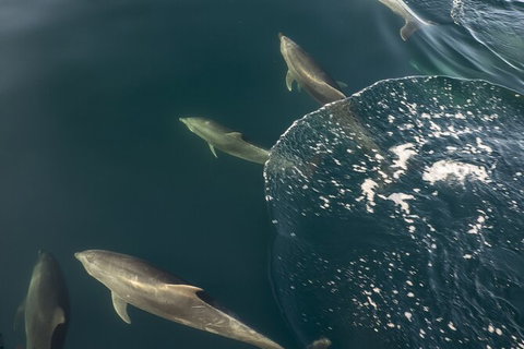 Southern Ocean Adventure From Victor Harbor - Attractions Melbourne 7