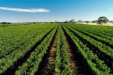 Adelaide Hills Wine Tour - Attractions Melbourne 1