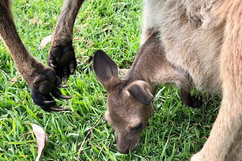 Coffin Bay Oysters, Ocean & Nature Tour - Attractions Melbourne 10