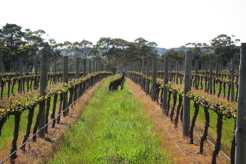 Structured Wine Tasting And Platter - Attractions Melbourne 1