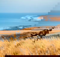 2-Day Kangaroo Island Safari from Adelaide - Attractions Melbourne