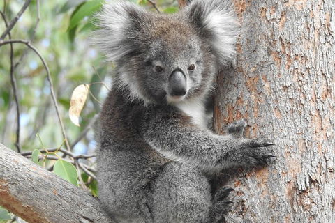 Adelaide Hills Private Day Tour - Attractions Melbourne 3