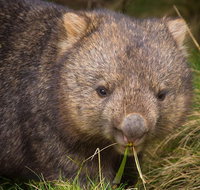 Cradle Mountain Wildlife Spotting after Dark - Attractions Melbourne