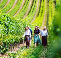 Tasmanian Wine Tour - Attractions Melbourne