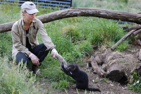 After Dark Tasmanian Devil Feeding Tour At Cradle Mountain - Attractions Melbourne 3
