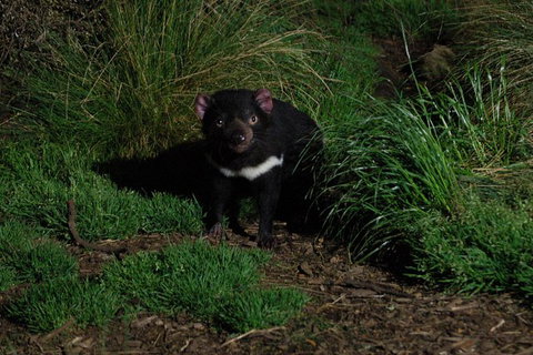 After Dark Tasmanian Devil Feeding Tour At Cradle Mountain - Attractions Melbourne 1