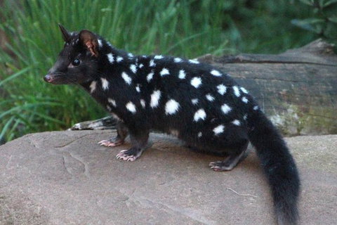 After Dark Tasmanian Devil Feeding Tour At Cradle Mountain - Attractions Melbourne 5