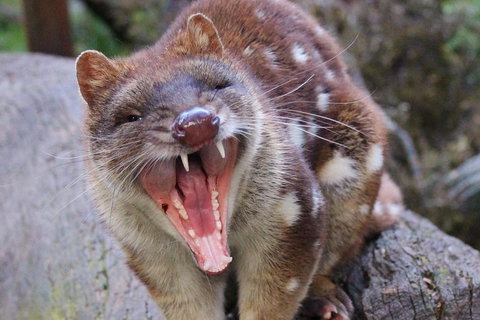 After Dark Tasmanian Devil Feeding Tour At Cradle Mountain - Attractions Melbourne 4