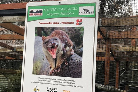 After Dark Tasmanian Devil Feeding Tour At Cradle Mountain - Attractions Melbourne 2
