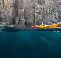 Tasman Peninsula full day kayaking tour - Attractions Melbourne