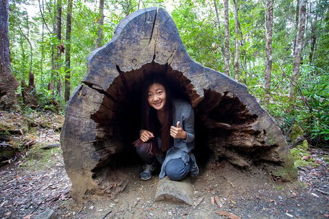 Tahune Airwalk Active Day Trip From Hobart Including Hastings Caves - Attractions Melbourne 5