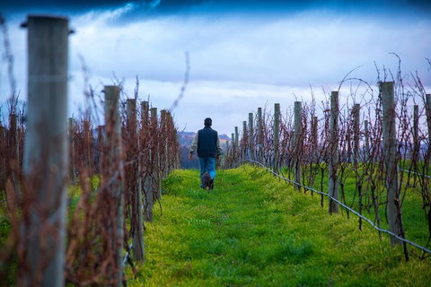 Full Day Tour Hobart: Port Arthur McHenry Gins Bangor Vineyard Wines + Oysters - Attractions Melbourne 26