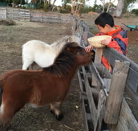 Feed/play with animals and Kayak during hobby farm tour - Attractions Melbourne