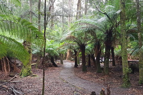 Cruise Ship Excursion: Stanley - Attractions Melbourne 5