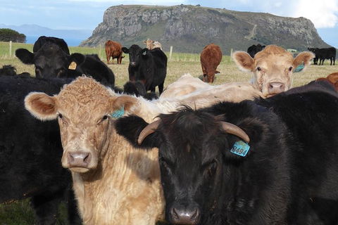 Cruise Ship Excursion: Stanley - Attractions Melbourne 1