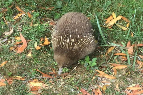 Cruise Ship Excursion: Stanley - Attractions Melbourne 4