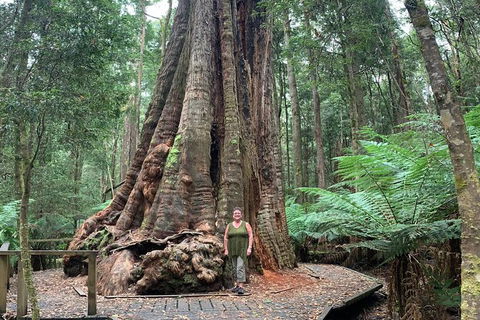 Cruise Ship Excursion: Stanley - Attractions Melbourne 20