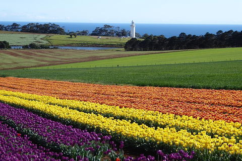 Cruise Ship Excursion: Stanley - Attractions Melbourne 18