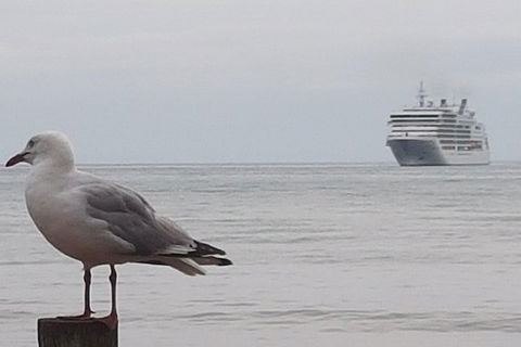 Cruise Ship Excursion: Stanley - Attractions Melbourne 9