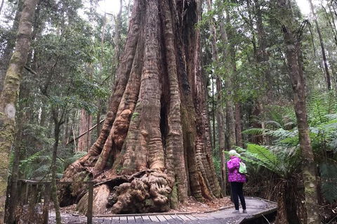 Cruise Ship Excursion: Stanley - Attractions Melbourne 11