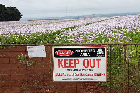 Cruise Ship Excursion: Stanley - Attractions Melbourne 23