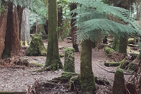 Cruise Ship Excursion: Stanley - Attractions Melbourne 8