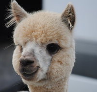 Alpaca Farm Tours with Toffeemont - Attractions Melbourne