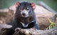 Cruise Ship Special From Hobart: Richmond And Bonorong Wildlife Park Shuttle - thumb 0