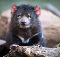 Cruise Ship Special from Hobart Richmond and Bonorong Wildlife Park Shuttle - Attractions Melbourne