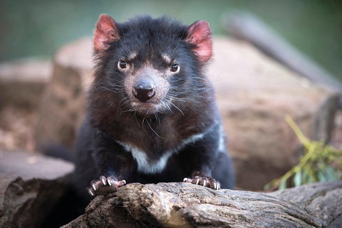Cruise Ship Special From Hobart: Richmond And Bonorong Wildlife Park Shuttle - Attractions Melbourne 0