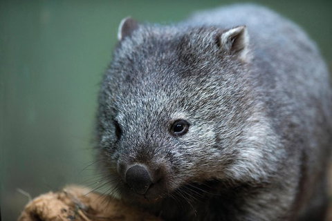 Cruise Ship Special From Hobart: Richmond And Bonorong Wildlife Park Shuttle - Attractions Melbourne 2