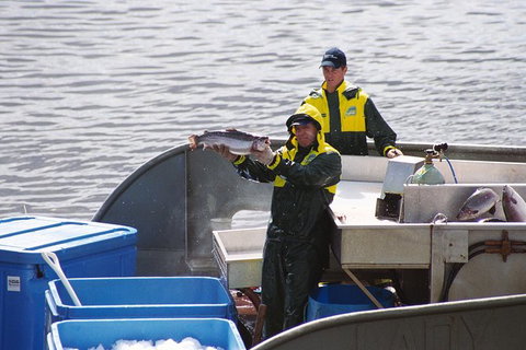 Afternoon Gordon River Dinner Cruise - Departing 3pm - Attractions Melbourne 3